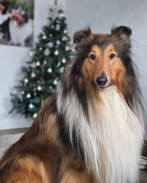 Amerikanische Collie Welpen nur noch ein Rüde mit Ahnentafel  Bild 3