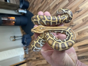 1.0 Caramel Tigerpython 66% het Champagne , INZ 08 25