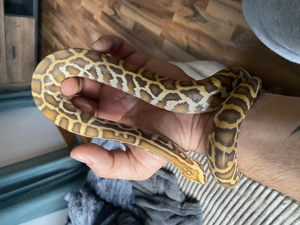 1.0 Caramel Tigerpython 66% het Champagne , INZ 08 25