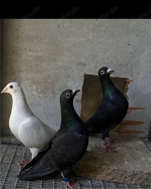 Brieftauben Weiblich 