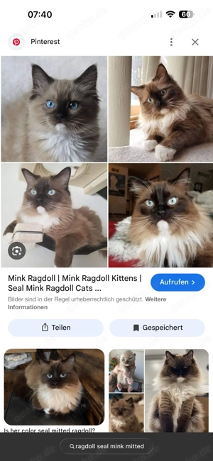 Ragdoll Kitten Kater in der Farbe vom Bild gesucht 