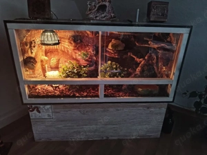 Verkaufe Terrarium mit kompletter Ausstattung und Fire Kornnatter (NZ24)