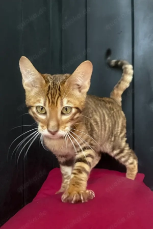 Ich bin Quillon. Ich bin ein Toyger-Junge.