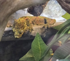 Top ( Pine Island ) Zucht Pärchen 