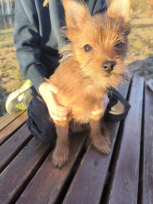     Bezaubernder Shorkie-Rüde (Spitz-Yorkie Mix) sucht seine Familie!