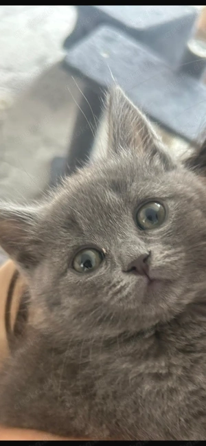 BKH Kitten 12 Wochen alt