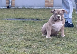 American Bully Welpen