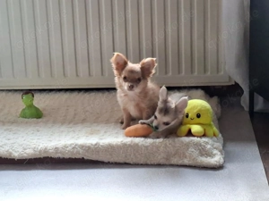 Chihuahua LH mit Ahnentafel 