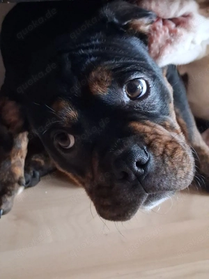 Old English Bulldog Welpen