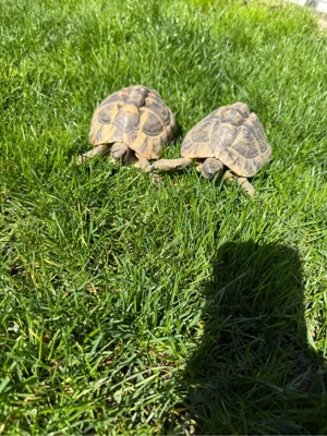 3 Landschildkröten