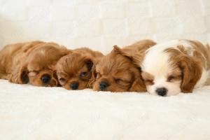  Cavalier King Charles Spaniel   wunderschöne Rüden zur Reservierung