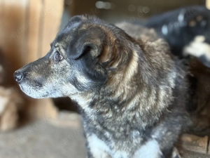 Donna M ca. 45 cm   braucht einen Neustart