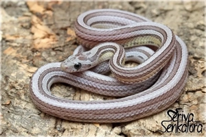 Kornnatter-Farbvarianten NZ 24 & 25 