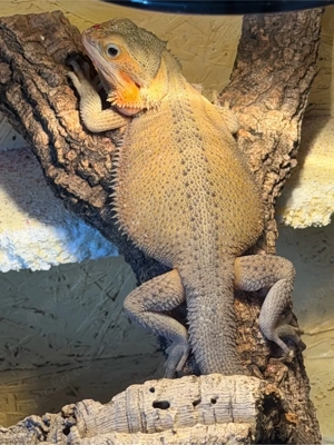 Bartagame yellow weibchen