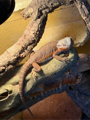 Bartagamen weibchen hypo red