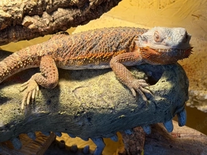 Bartagamen weibchen hypo red