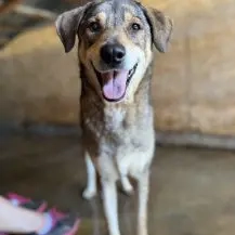 Cooper W ca. 55 cm   ein Rohdiamant