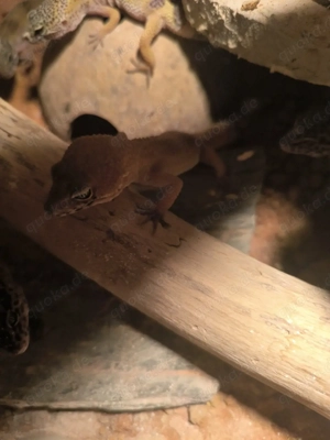 Leopardgeckos aus 2025 
