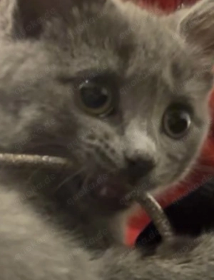 BKH Kitten 12 Wochen alt