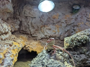 Terrarium mit Bartagame