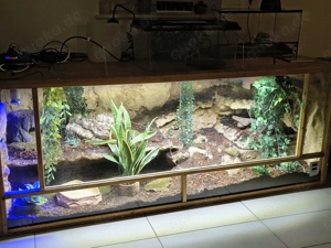 Suche Orange Dream Enchi Königspython Zuchtweibchen 