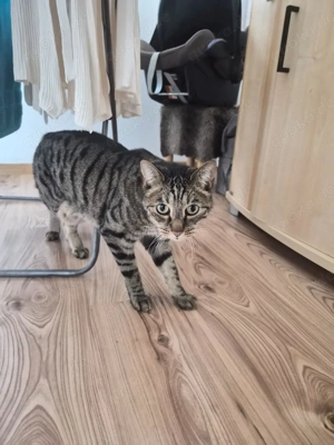 Jimmy sucht ein neues Zuhause 