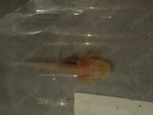 Axolotl babys abgabebereit 