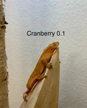 Kronengecko Correlophus ciliatus diverse Morphen Bild 8