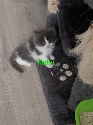 nur noch 1 kleiner  katerchen Süße Main Coon - Persa mix Kitten 