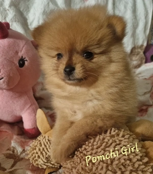 Pomchi Welpen zum Verlieben  Bild 2