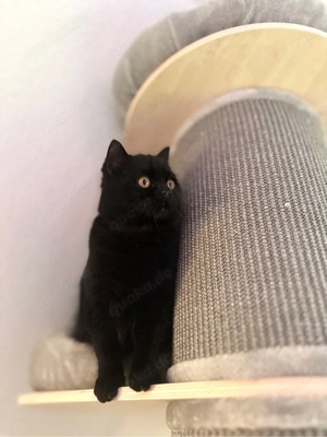 Junge schmuse Hauskatze | Perser-Britisch Kurzhaar Mix