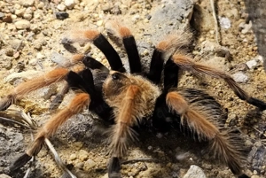 0.1 Brachypelma boehmei 