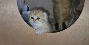 BKH Kitten mit Stammbaum