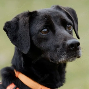 Vila - 3 Jahre - Mix - Tierhilfe Franken e.V.