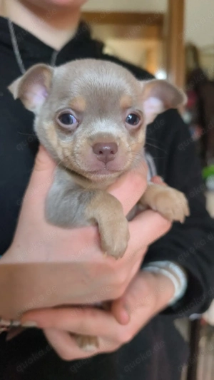 Chihuahua Welpen in Lilac tan