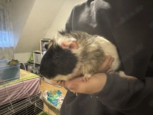 Meerschweinchen männlich abzugeben 