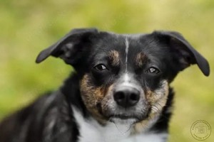 Glenni 34 cm - Die Aufgeweckte [auf Pflegestelle in 29313 Hambühren]