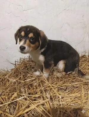 Buck hätte gerne ein liebevolles Zuhause