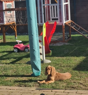 Englisch Cocker Spaniel Rüde 