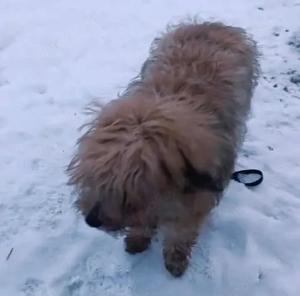 Lucky sucht ein liebevolles Zuhause Bild 3