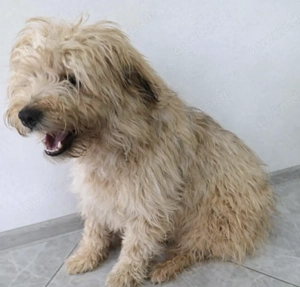 Lucky sucht ein liebevolles Zuhause Bild 7