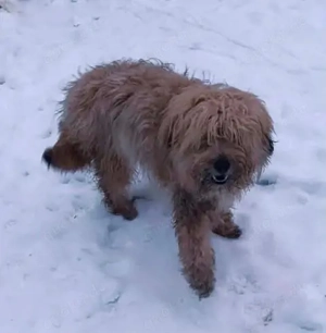 Lucky sucht ein liebevolles Zuhause Bild 5