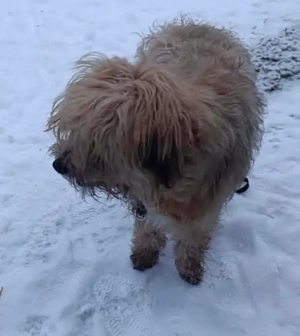 Lucky sucht ein liebevolles Zuhause Bild 6