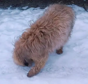 Lucky sucht ein liebevolles Zuhause Bild 4