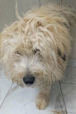 Lucky sucht ein liebevolles Zuhause Bild 2