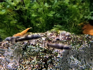 Panda Prachtalgenfresser Garra flavatra Bild 3