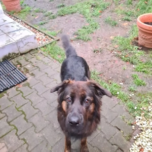 Hündin zu verkaufen