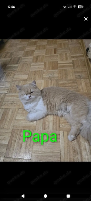 nur noch 1 kleiner  katerchen Süße Main Coon - Persa mix Kitten  Bild 9