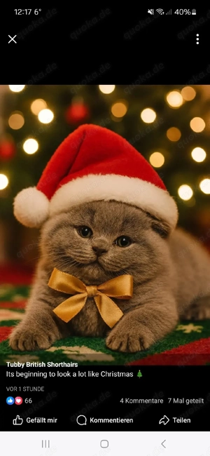 Suche Bkh Kater in lilac oder blau bis 3 Jahre