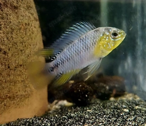 Apistogramma borelli Zwergbuntbarsch